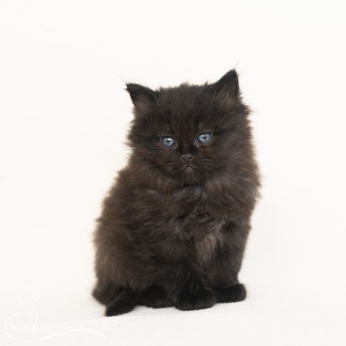 Salem, Nieuw-Buinen, 06-09-2026