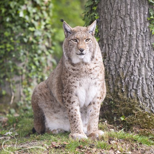 Europese Lynx, Anholter Schweiz (DE), 25-04-2026