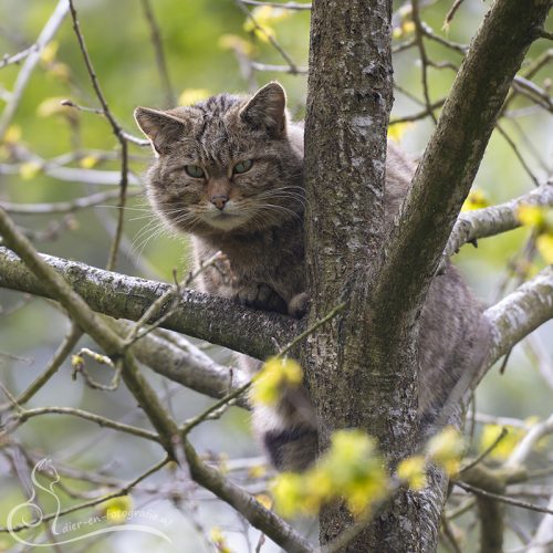 Europese wilde kat, Anholter Schweiz (DE), 25-04-2026