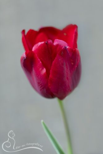 Tulp, Eindhoven, 10-03-2026