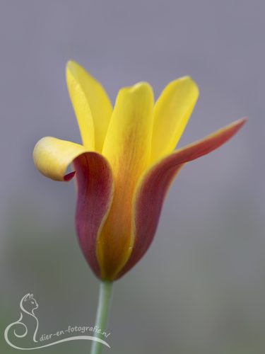 Tulp, Eindhoven, 10-03-2026