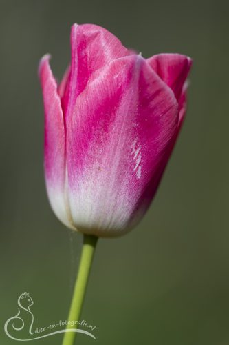 Tulp, Eindhoven, 10-03-2026