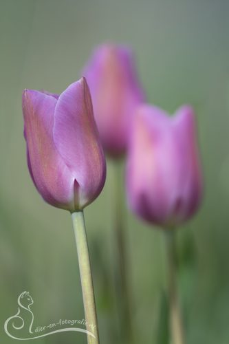 Tulp, Eindhoven, 10-03-2026