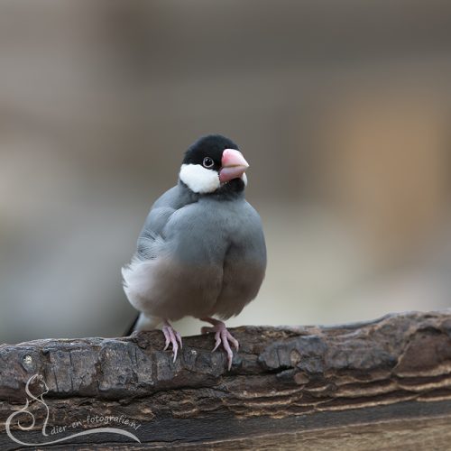Rijstvogel, Kwadendamme, 10-03-2026