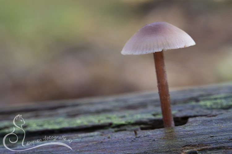 Mycena sp., Nuenen, 10-10-2026