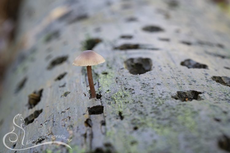 Mycena sp., Nuenen, 10-10-2026