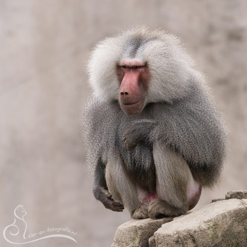 Baviaan, Wildlands Emmen, 18-04-2025