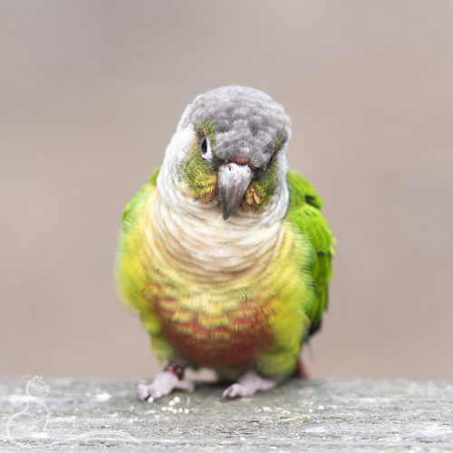 Groenwangparkiet, Zoo Veldhoven, 07-08-2025
