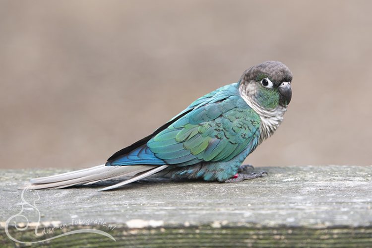 Groenwangparkiet, Zoo Veldhoven, 07-08-2025