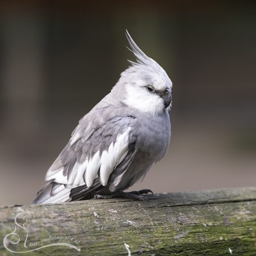 Valkparkiet, Zoo Veldhoven, 07-08-2025