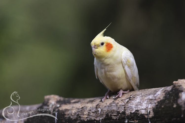 Valkparkiet, Zoo Veldhoven, 07-08-2025
