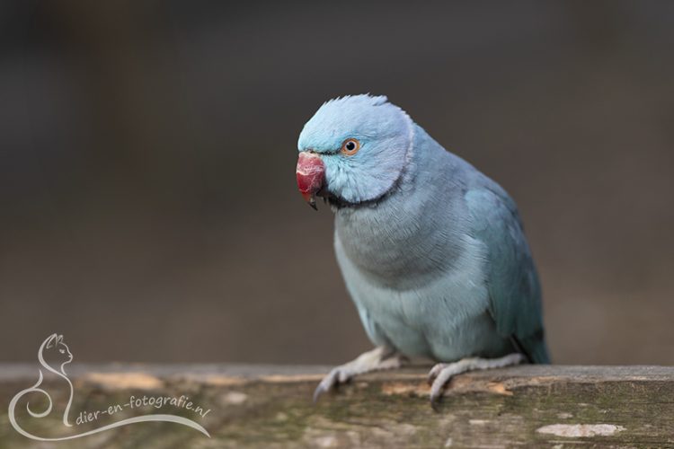 Blauwe halsbandparkiet, Zoo Veldhoven, 07-08-2025