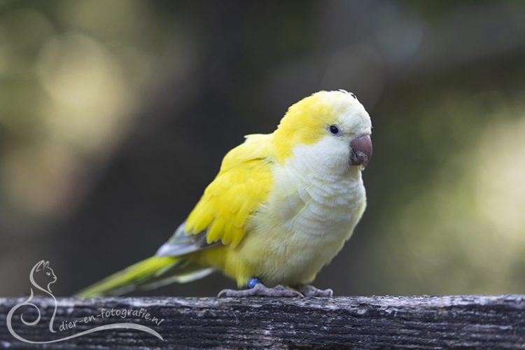 Gele monniksparkiet, Zoo Veldhoven, 07-08-2025