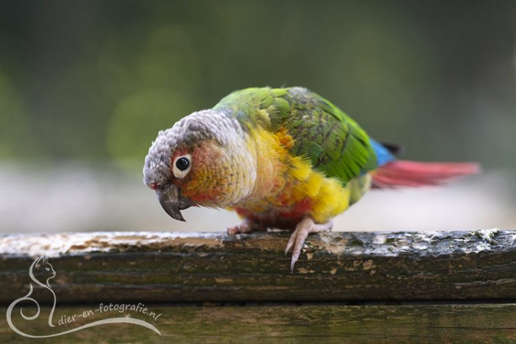 Groenwangparkiet, Zoo Veldhoven, 07-08-2025