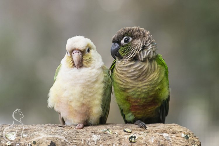 Groenwangparkiet, Zoo Veldhoven, 07-08-2025