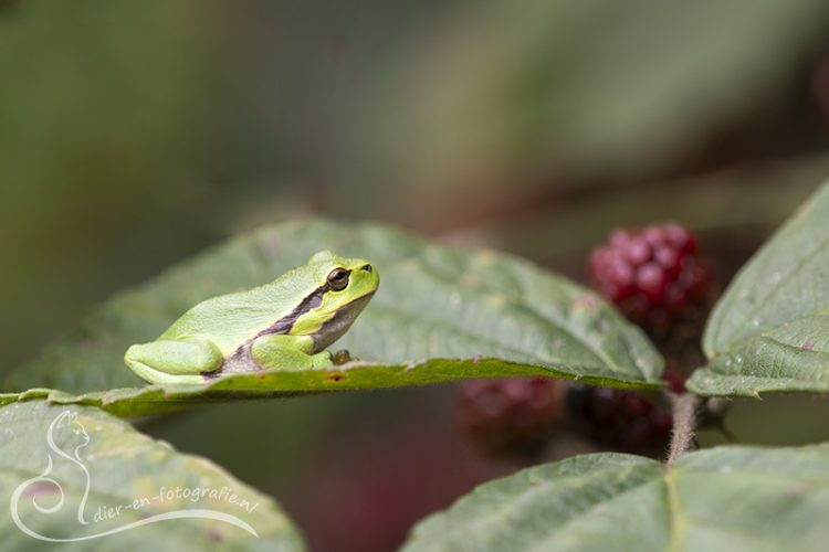 Boomkikker, Echt, 08-08-2025