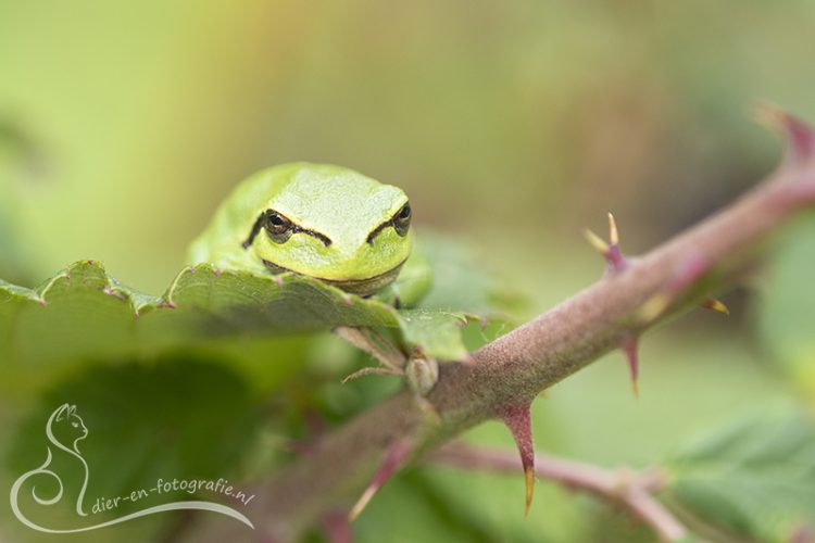 Boomkikker, Echt, 08-08-2025