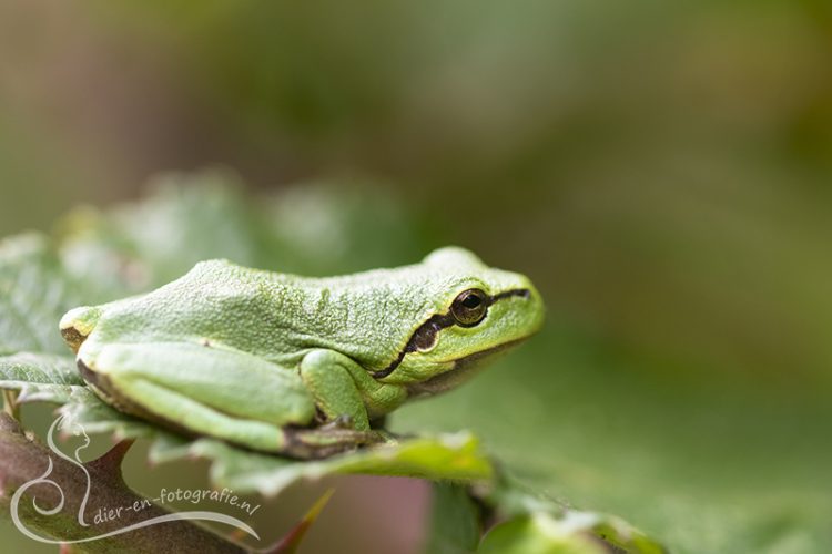 Boomkikker, Echt, 08-08-2025