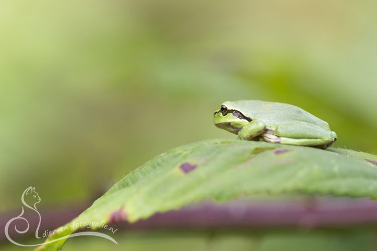 Boomkikker, Echt, 08-08-2025