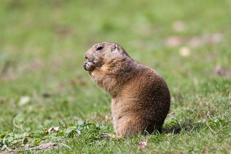 Prairiehondje, Zoo Veldhoven, 07-08-2025
