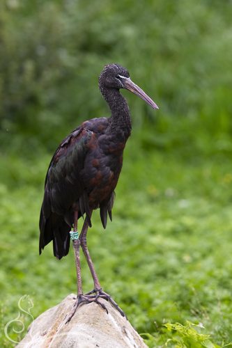 Zwarte ibis, GaiaZOO, 16-08-2025
