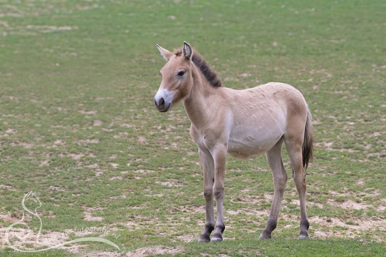 Przewalski veulen, GaiaZOO, 16-08-2025