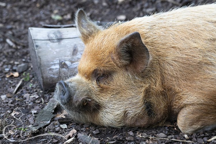 Kunekune, GaiaZOO, 16-08-2025