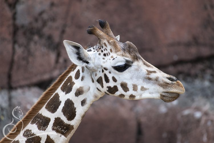 Rothschild Giraffe, GaiaZOO, 16-08-2025