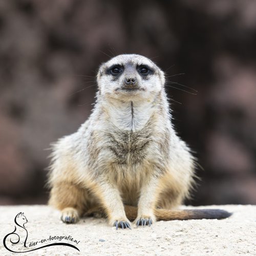 Stokstaartje, GaiaZOO, 16-08-2025