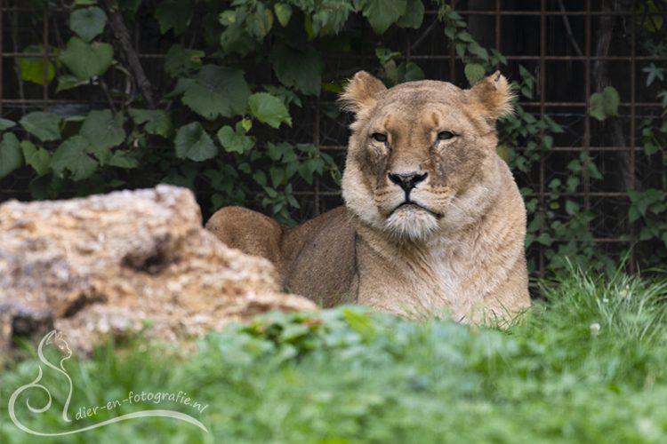 Leeuwin, GaiaZOO, 16-08-2025