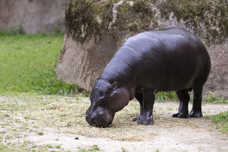 Dwergnijlpaard, GaiaZOO, 16-08-2025