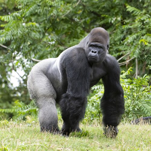 Gorilla, GaiaZOO, 16-08-2025