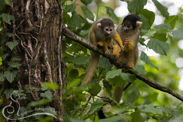 Boliviaans doodshoofdaapje, GaiaZOO, 16-08-2025