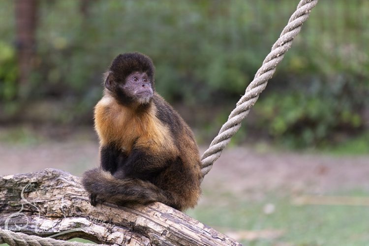 Geelborst capucijnaap, GaiaZOO, 16-08-2025