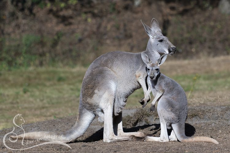Grijze reuzenkangoeroe, Zooparc Overloon, 29-08-2025