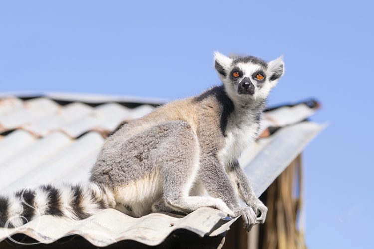 Ringstaartmaki, Zooparc Overloon, 29-08-2025