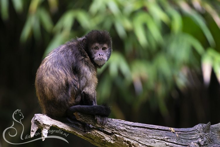 Geelborstkapucijnaap, Zooparc Overloon, 29-08-2025