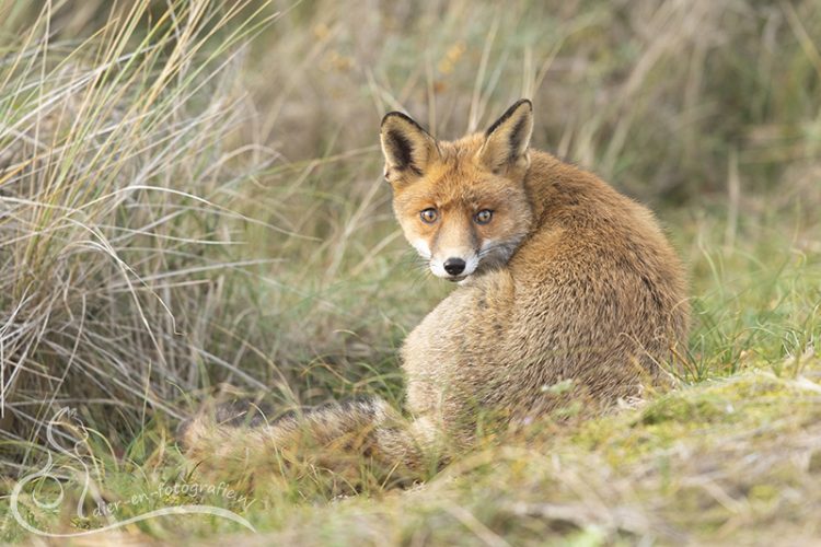 Vos, AWD, 31-10-2025