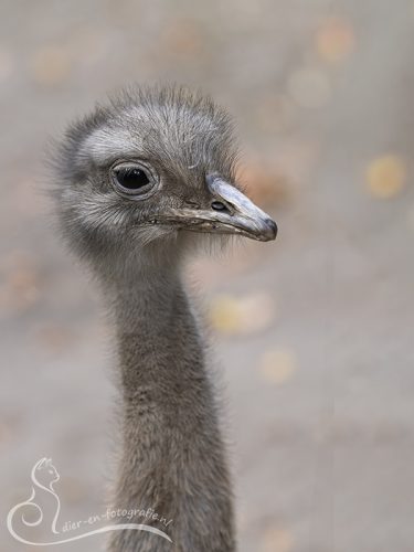Darwin Nandoe, Zooparc Overloon, 29-08-2025