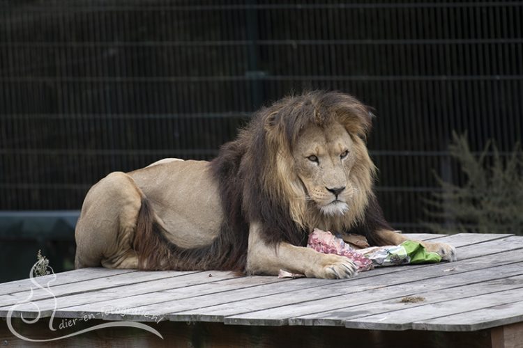 Leeuw, Zooparc Overloon, 29-08-2025