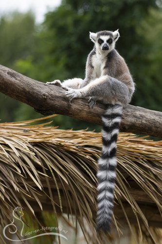 Ringstaartmaki, Zooparc Overloon, 29-08-2025