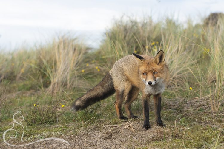 Vos, AWD, 31-10-2025