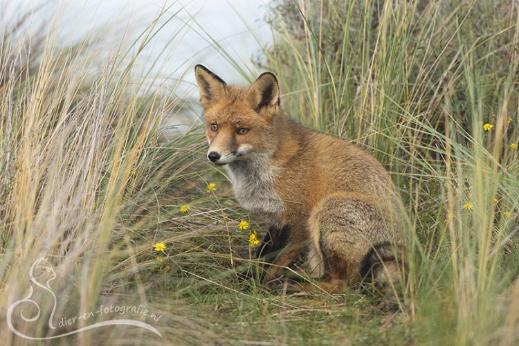 Vos, AWD, 31-10-2025