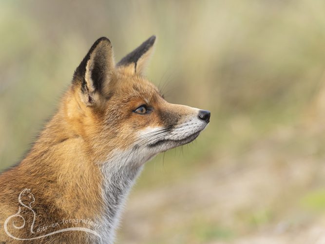 Vos, AWD, 31-10-2025