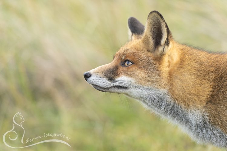 Vos, AWD, 31-10-2025