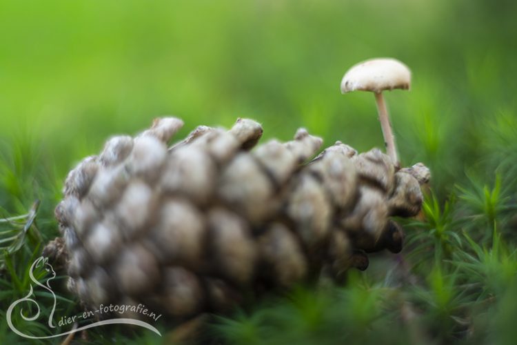 Paddenstoel, Breda, 08-11-2025