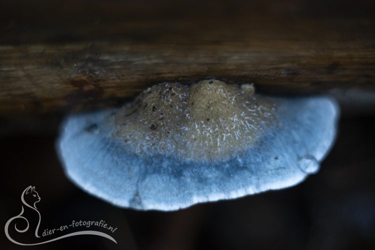 Blauwe kaaszwam, Breda, 08-11-2025