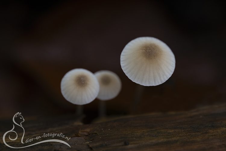 Mycena sp., Breda, 08-11-2025