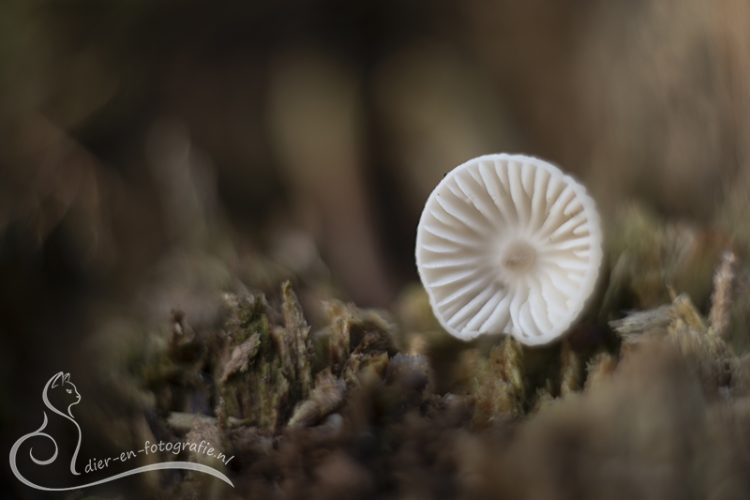 Paddenstoel, Breda, 08-11-2025