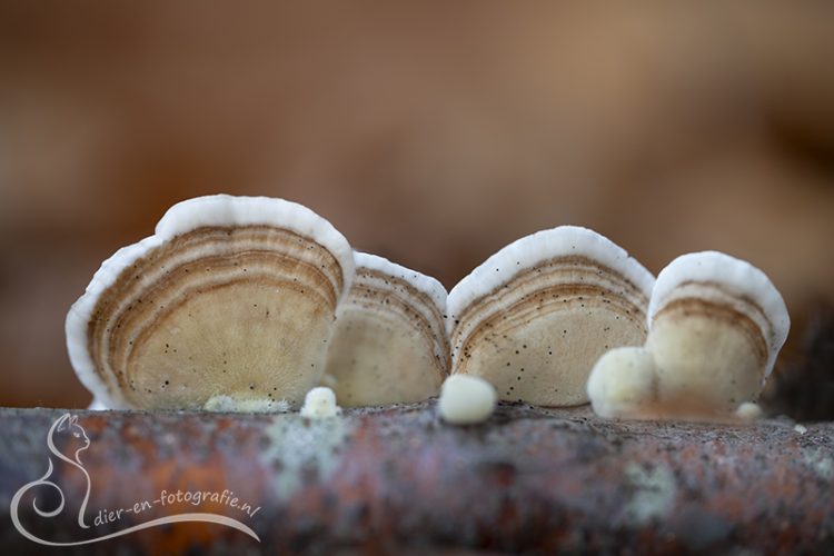 Elfenbankje, Breda, 08-11-2025